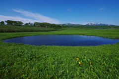 爽やかな湿原