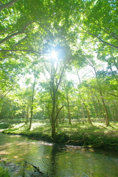 明るい川