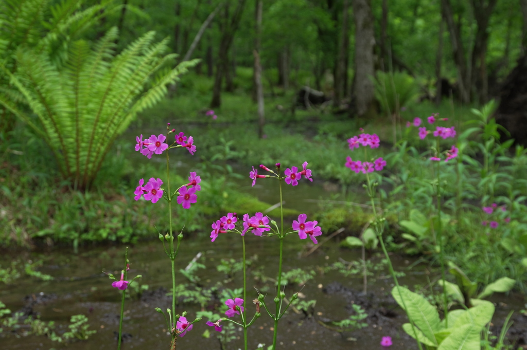 湿地の花