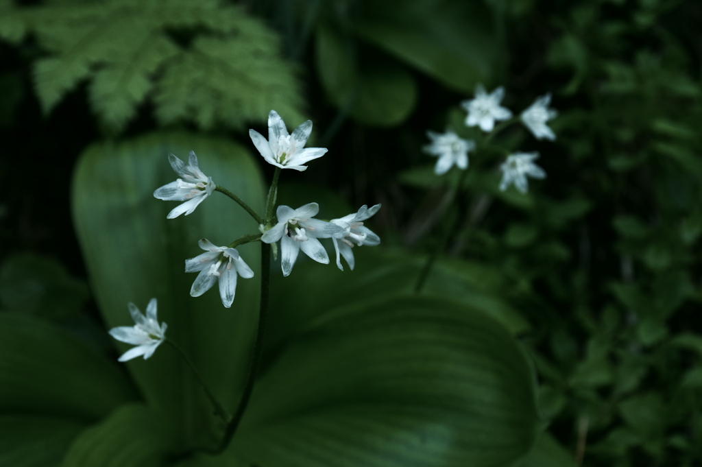 林床に咲く花