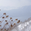 霞む山