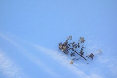 午後の森