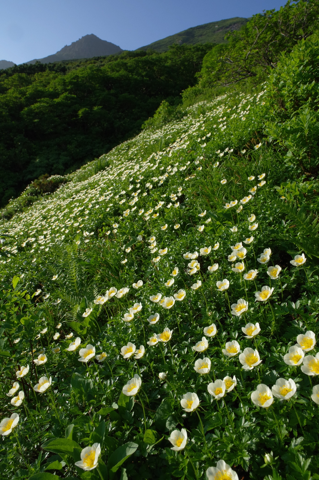 花咲く山