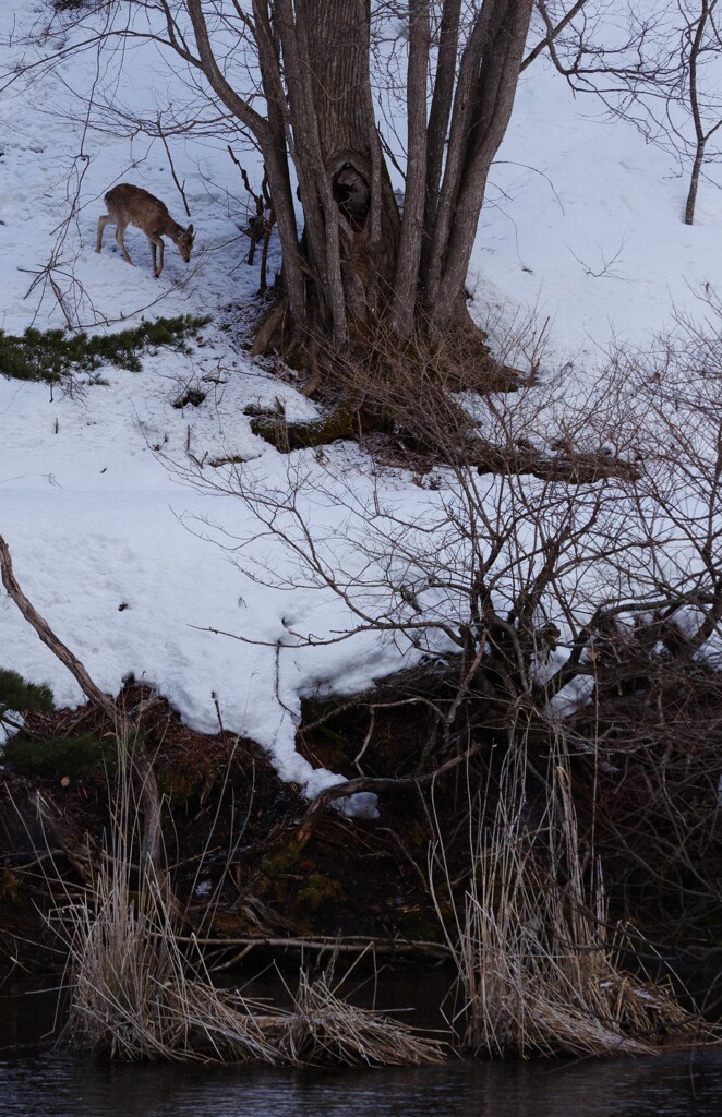 鹿の通る道