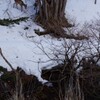 鹿の通る道