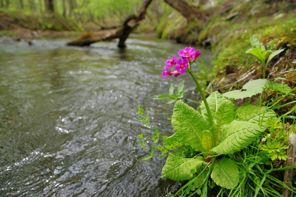 清流の花