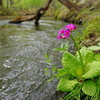 清流の花