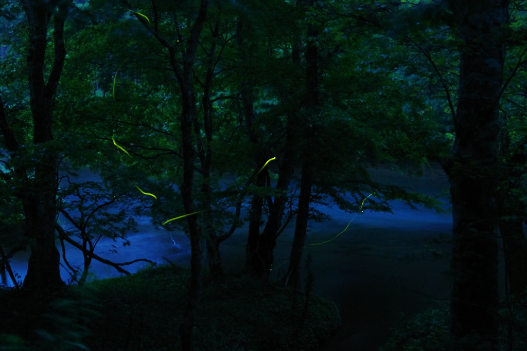 夜の千歳川