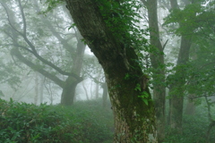 霧の登山道
