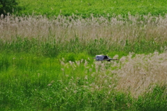 草原を飛ぶ