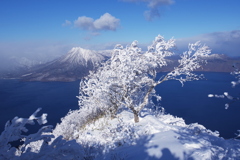輝く木