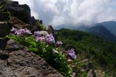 夏の山