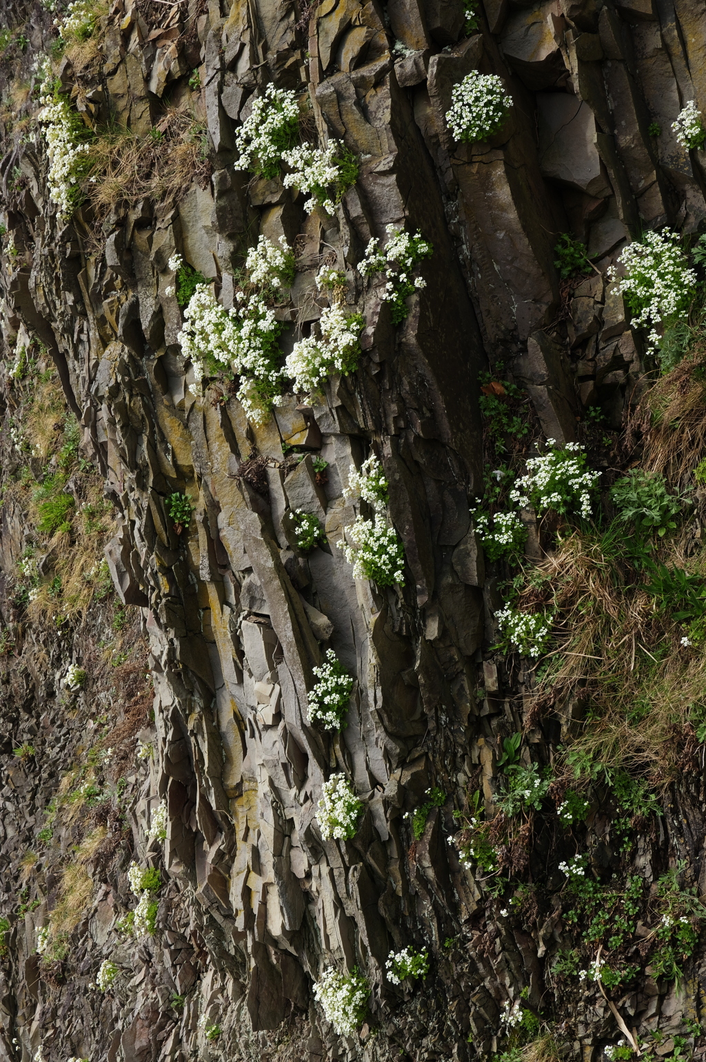 岩の花