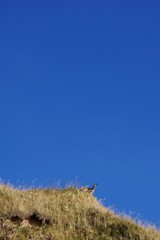 青空の鹿