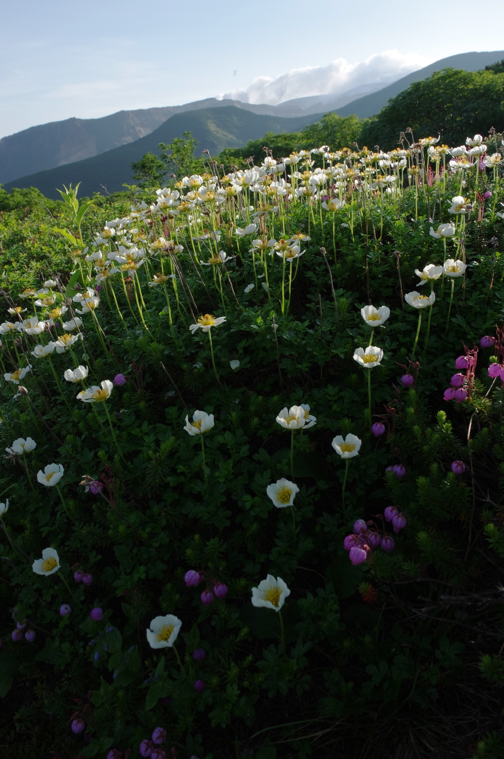 雪田の花