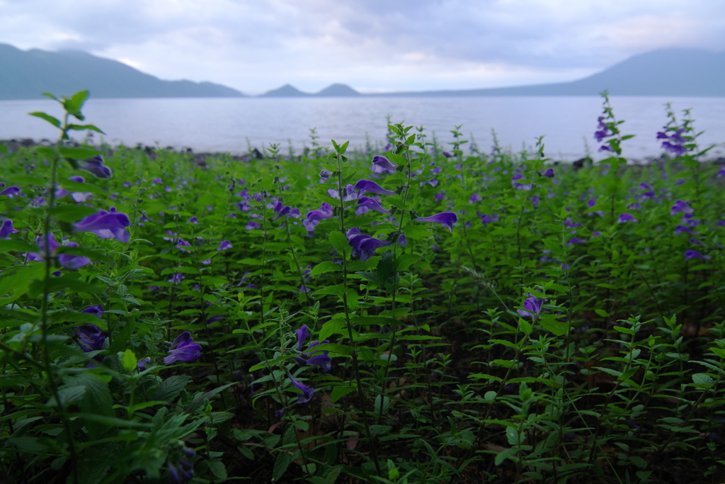 花畑