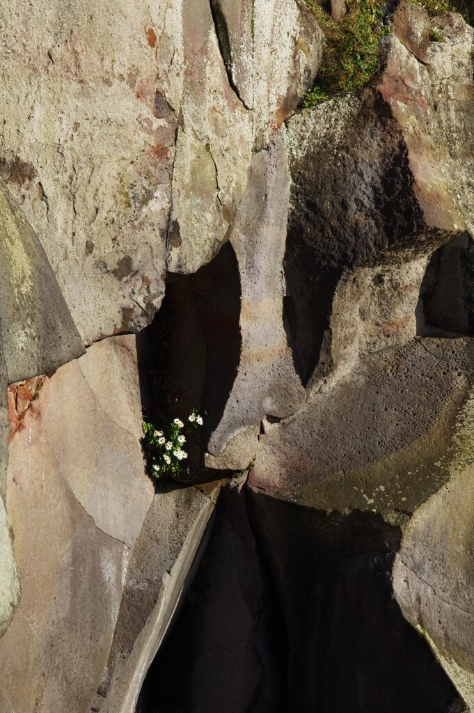 岩に咲く花
