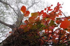 紅葉