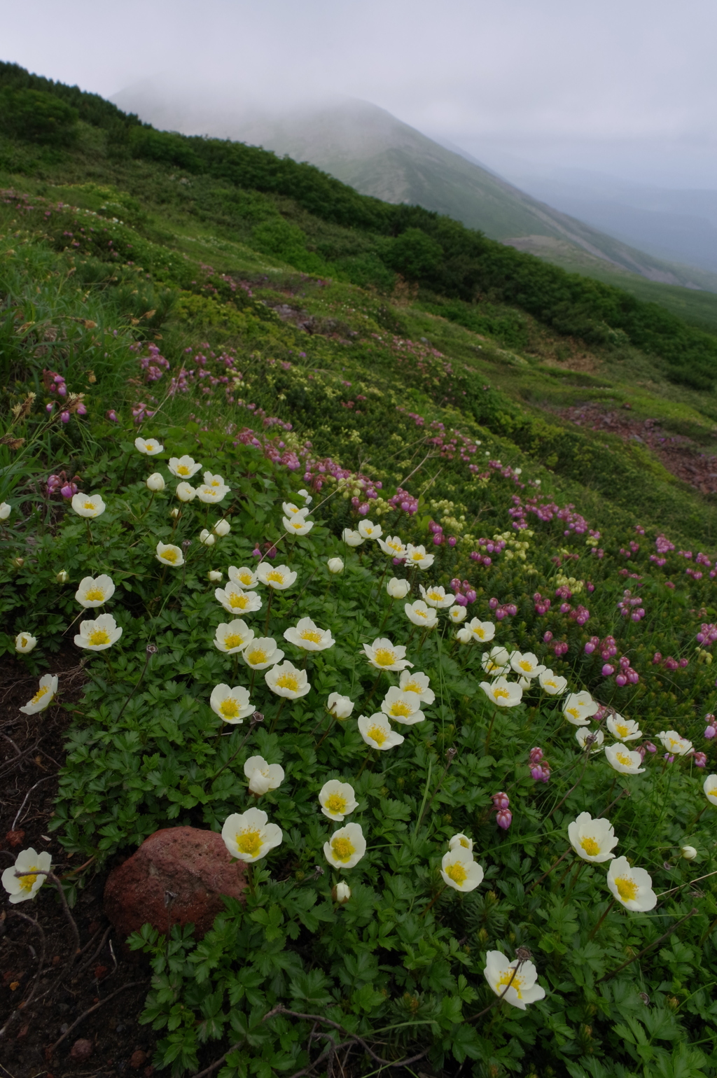 雪田の花