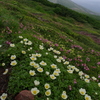 雪田の花