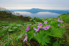 コルの花