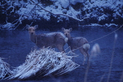 夜の明ける頃