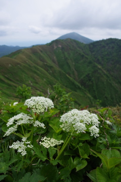 尾根の花