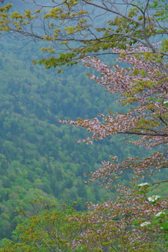 桜咲く尾根