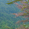 桜咲く尾根