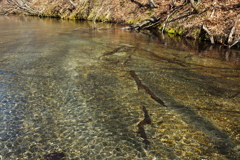 湧水の川