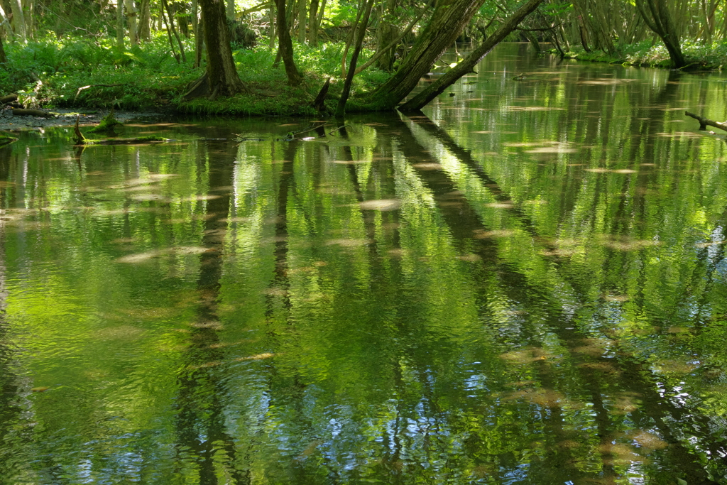 葉もれびを映す川