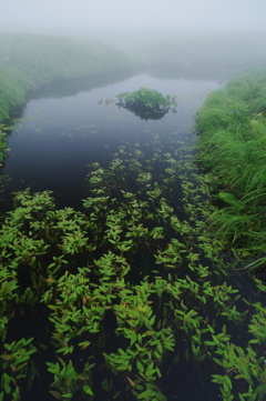 湿原の川
