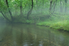 霧の森