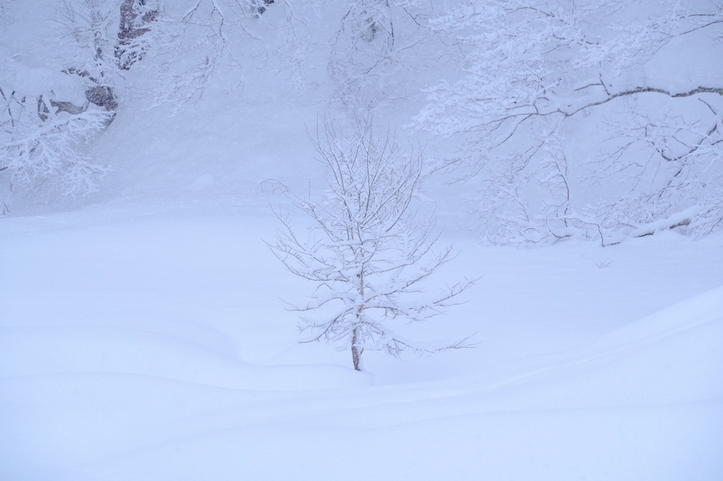 雪降りの日