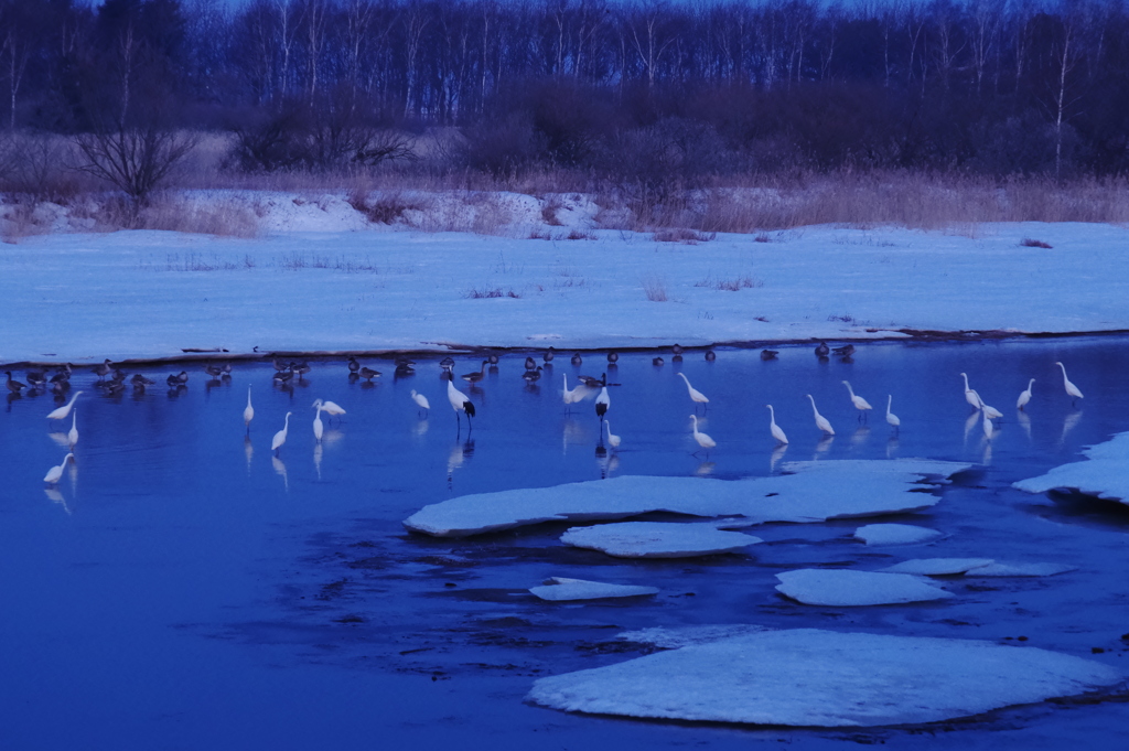 朝の水鳥