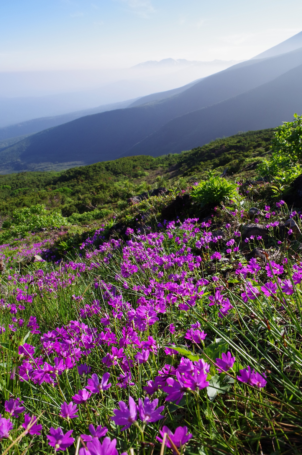 エゾコザクラ咲く登山道