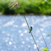 川辺の鳥