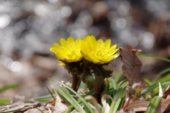 フクジュソウの花