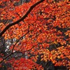 紅