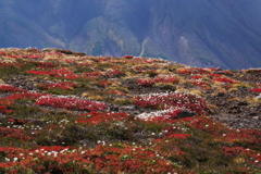 チングルマの紅葉