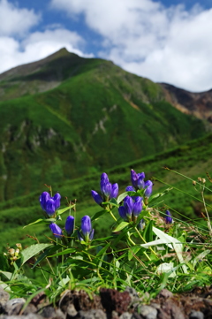 山を見る花