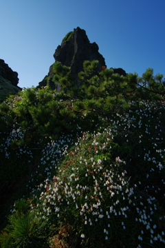本峰
