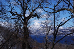 風雪の木