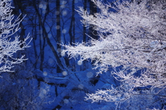 川霧の花