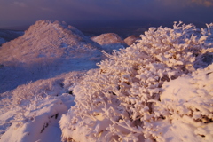 オレンジサンゴ