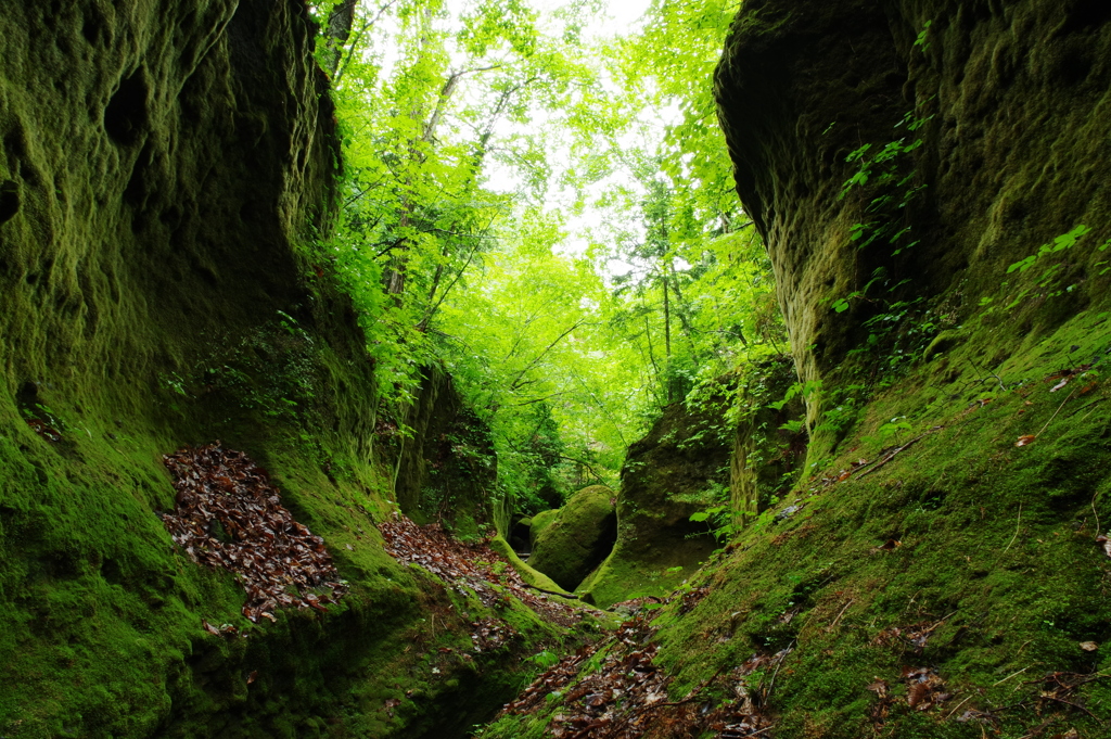 緑の登山道