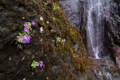 ひっそりと咲く花