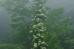 霧の花