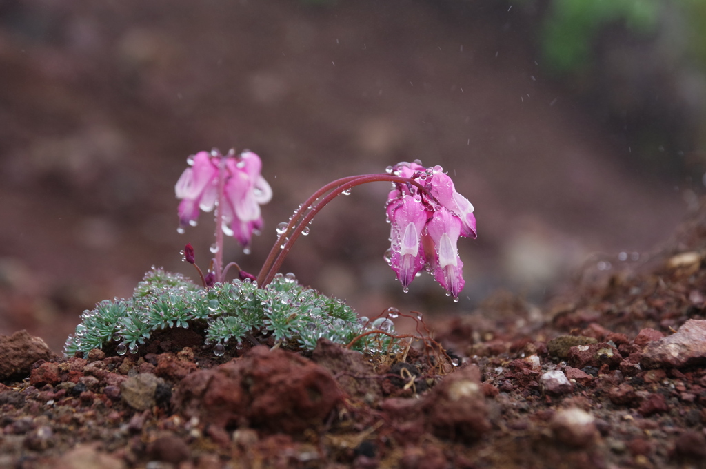 小雨の花
