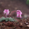 小雨の花